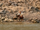 mekong (23)